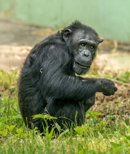 Uganda Chimpanzee Trekking