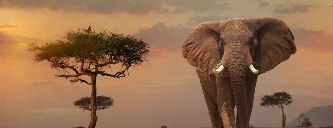 10 Days East African Primates & Wildlife Special
