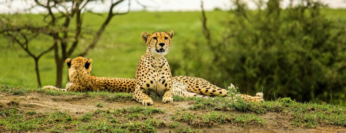 10 Days Gorilla Trekking, Masai Mara & Serengeti
