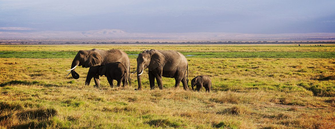 12 Days East African Vacation