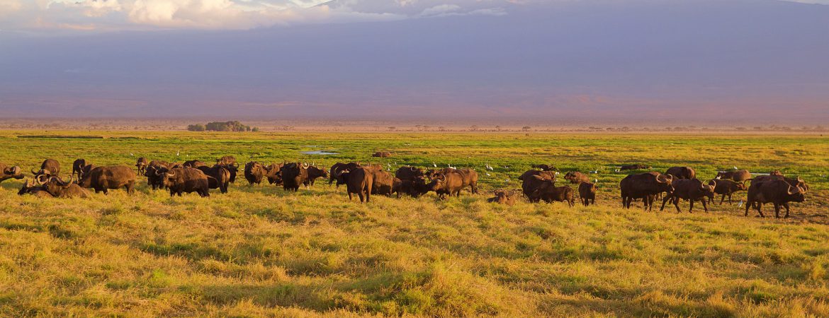 15 Days Holiday in East Africa
