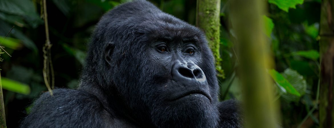 2 Days Kigali to Bwindi Gorilla Trekking