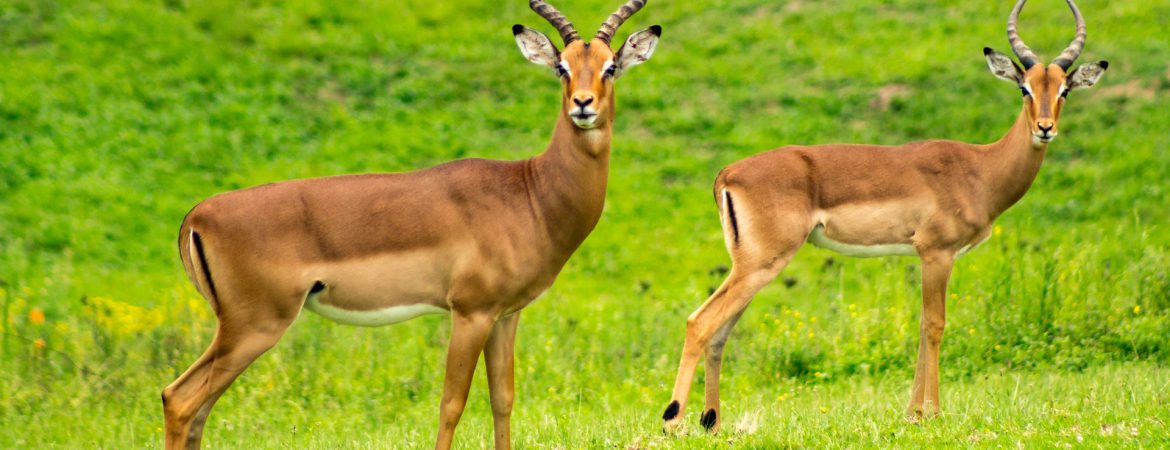 2 Days Lake Mburo Safari