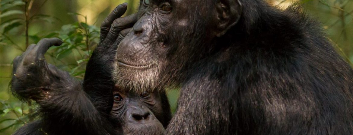 21 Days Grand Safari in Uganda