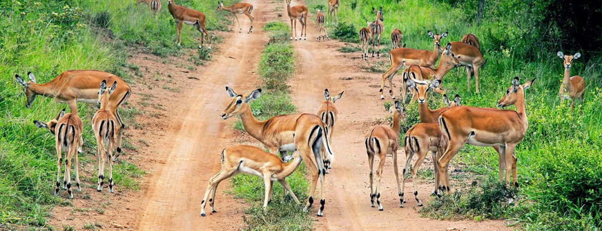 3 Days Akagera Wildlife Safari