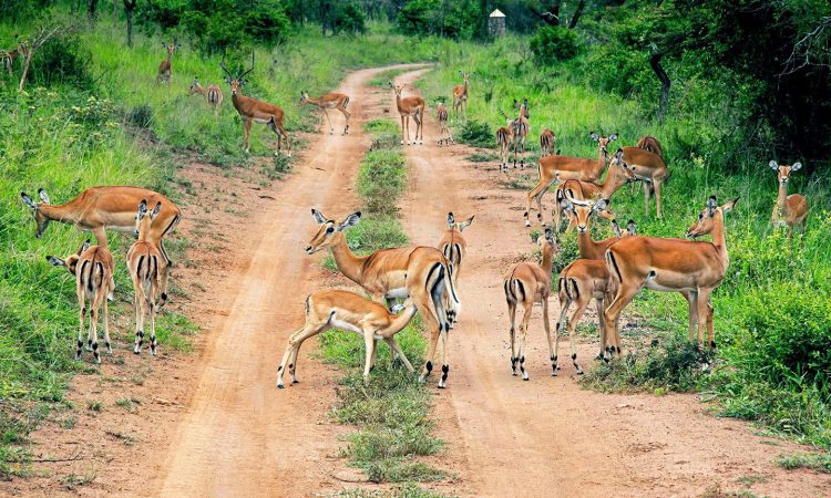 3 Days Akagera Wildlife Safari