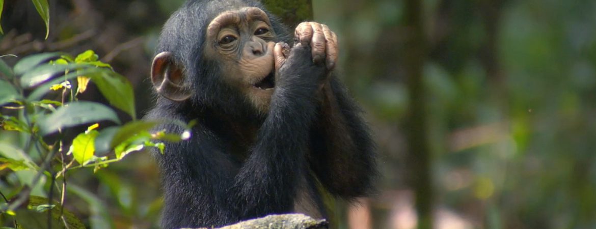 3 Days Nyungwe Chimpanzee Trekking