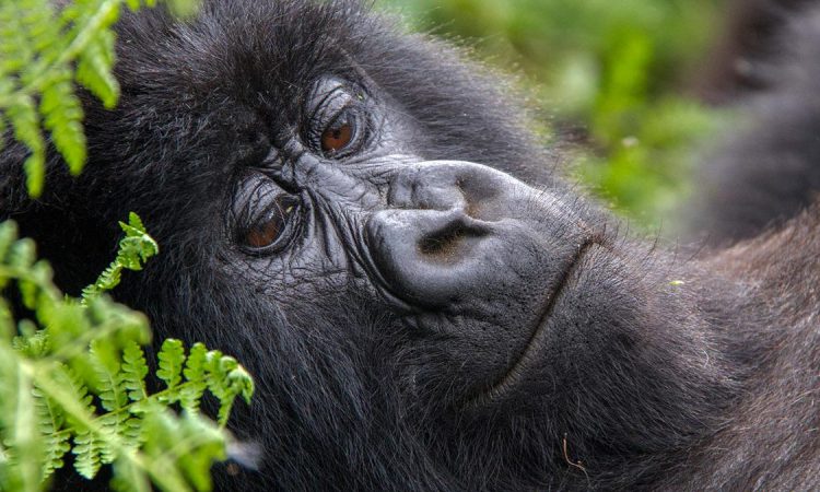 3 Days Rwanda Gorilla Safari