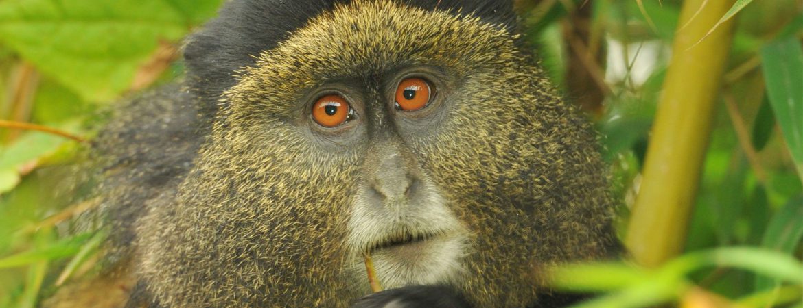 3 Days Rwanda Gorillas & Golden Monkey Trek