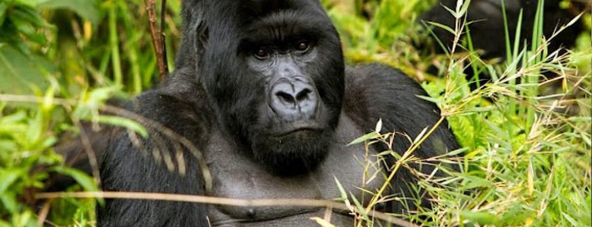 3 Days Rwanda Gorillas & Karisimbi Hike