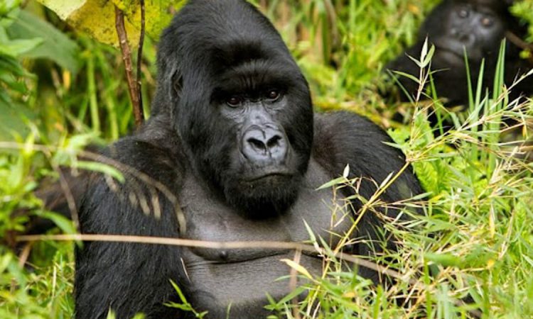 3 Days Rwanda Gorillas & Karisimbi Hike