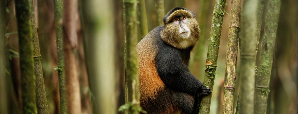 3 Days Uganda Gorillas & Golden Monkey Trekking