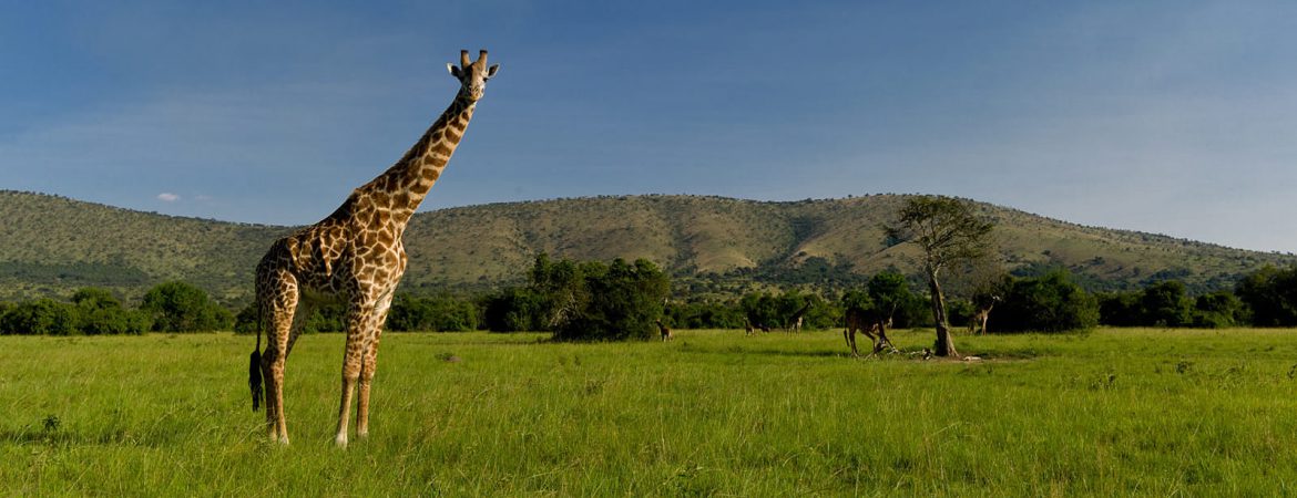 4 Days Akagera Wildlife Safari