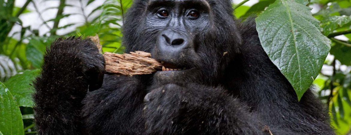 4 Days Double Gorilla Trekking Uganda