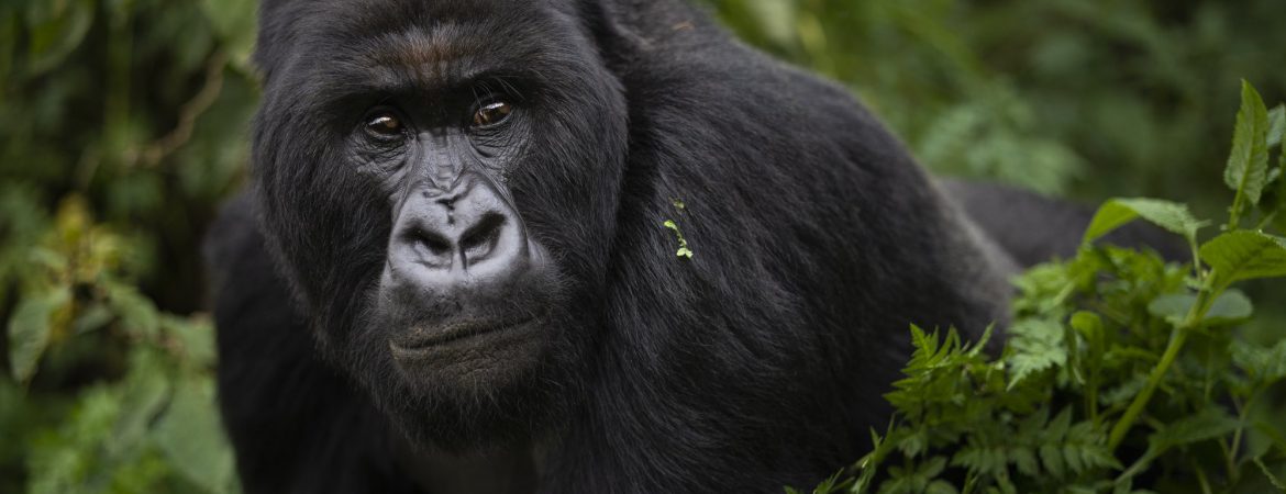 4 Days Double Gorilla Trekking in Rwanda