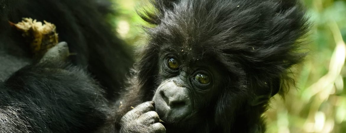 4 Days Rwanda Gorillas & Golden Monkeys Trek