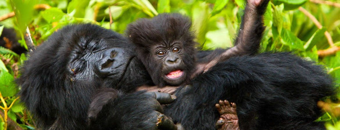4 Days Rwanda Gorillas & Wildlife Safari