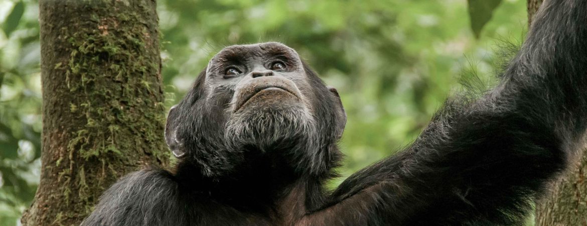 4 Days Uganda Chimpanzees & Wildlife Safari
