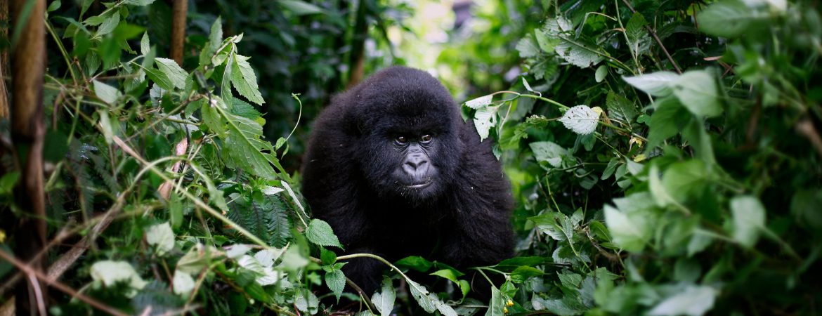 5 Days Congo Gorilla Trek & Nyiragongo Hike
