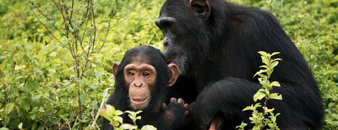 5 Days Murchison Falls & Kibale Chimp Trekking Safari