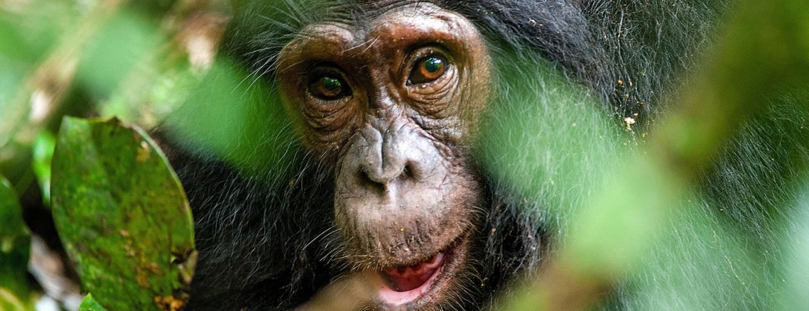 5 Days Rwanda Primates Safari