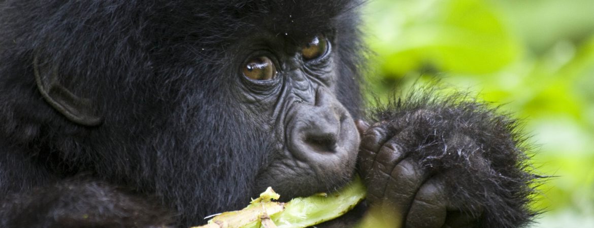 6 Days Triple Gorilla Trekking Uganda
