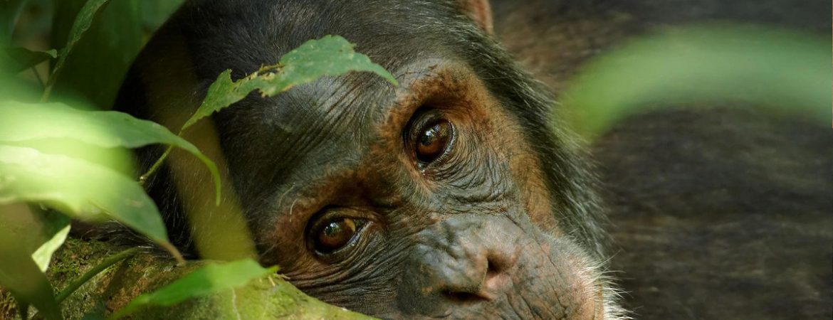 6 Days Uganda Primates & Wildlife Safari from Kigali