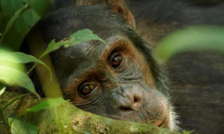 6 Days Uganda Primates & Wildlife Safari from Kigali