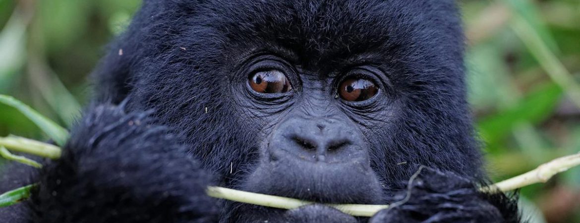 7 Days Best of Rwanda Safari