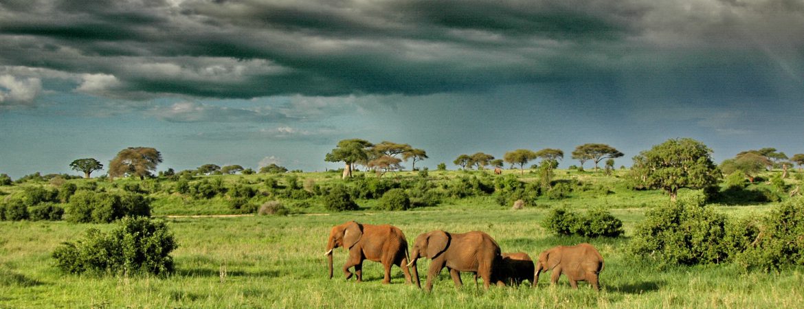 7 Days Bwindi Gorillas & Serengeti Safari
