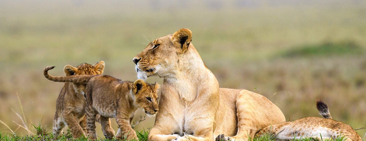 7 Days Rwanda Gorillas & Masai Mara Wildlife Safari