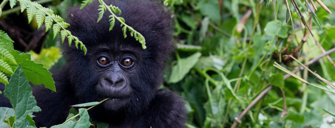 9 Days Great Expedition in Rwanda