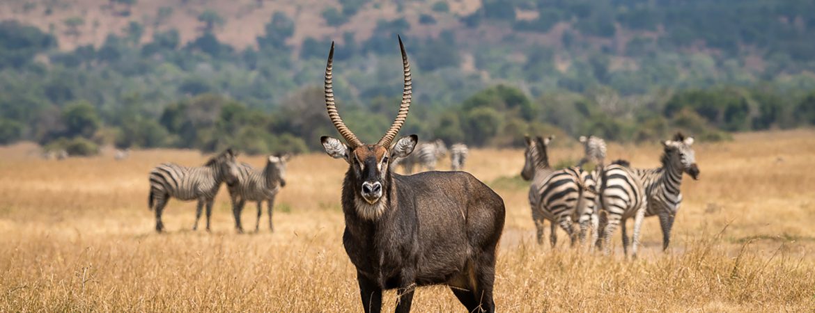 Akagera National Park Group Tours