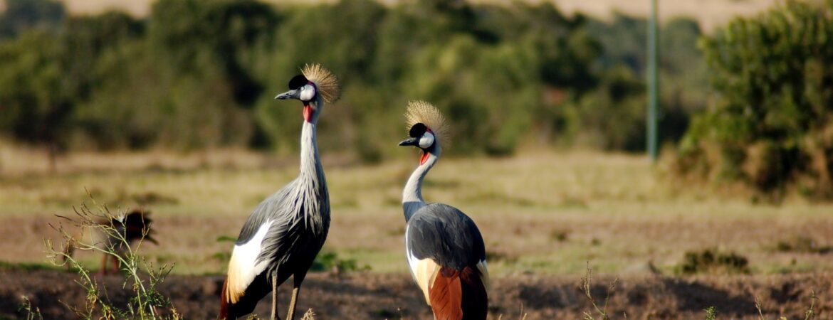 12 Days Uganda Vacation