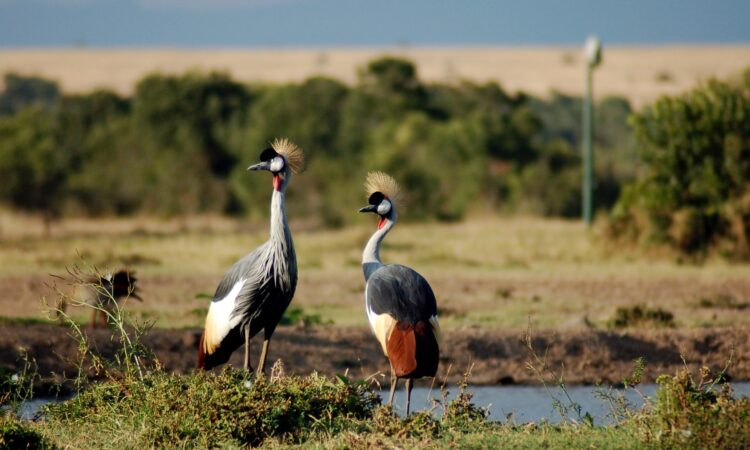 12 Days Uganda Vacation