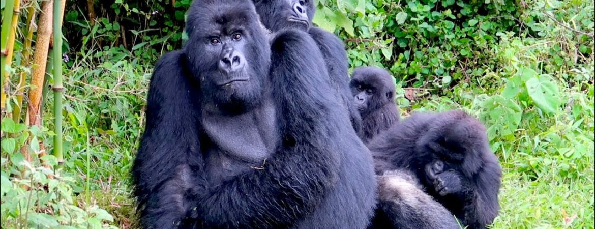 2 Days PNV Gorilla Trekking