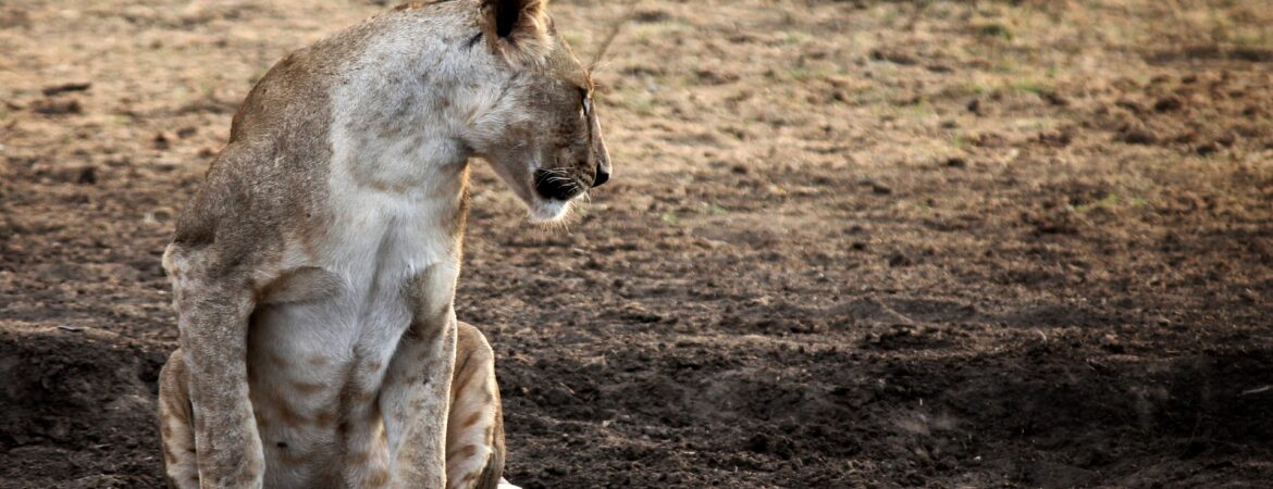 20 Days Exceptional Uganda Holiday