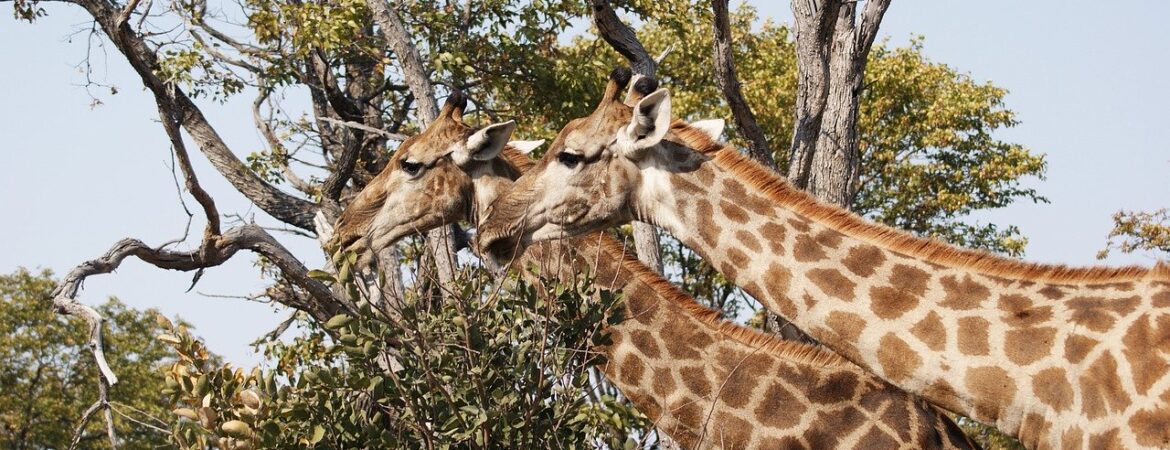 4 Days Rwanda Chimpanzee & Wildlife Safari