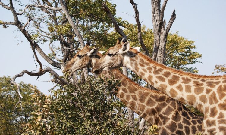 4 Days Rwanda Chimpanzee & Wildlife Safari