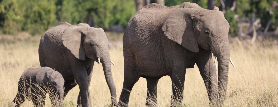 8 Days Rwanda Exceptional Safari