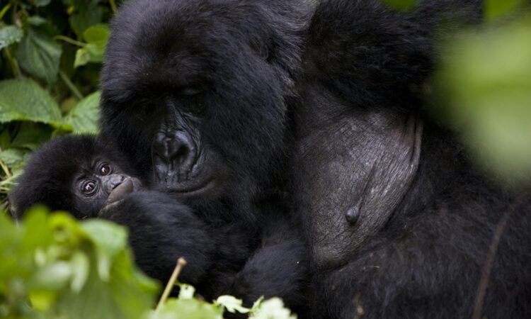 Nyakamwe gorilla family