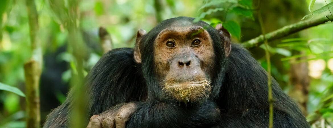 chimpanzee habituation experience in Uganda