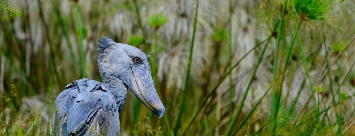 when to go birding in uganda