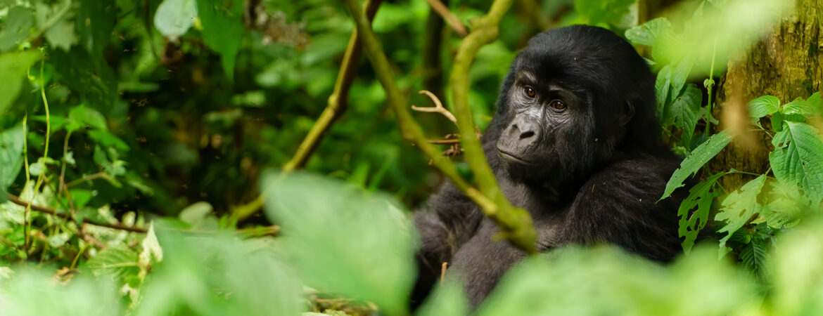 Kwitonda gorilla family